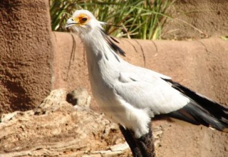 *** Secretary *** - black, secretary, birds, white, color, animals