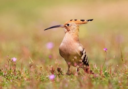 *** Hoopoe Bird *** - bird, hoopoe, birds, animals