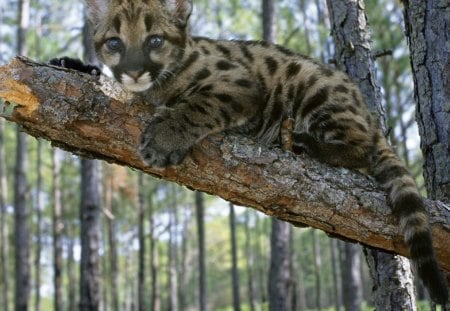 *** Small Leopard *** - tree, leopard, forest, animals