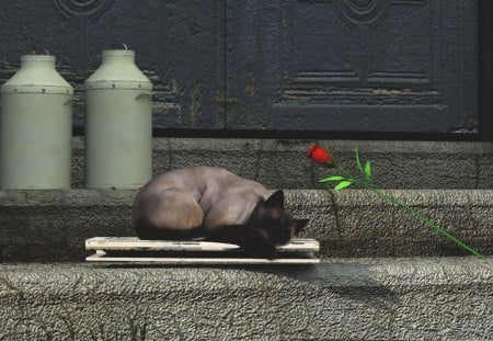 *** Cat and Rose *** - abstract, fantasy, cat, rose