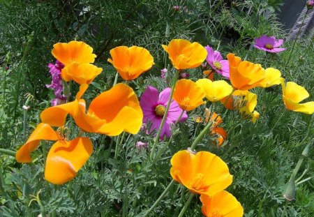 *** Simply Beautiful *** - pink, flowers, yellow, nature, color