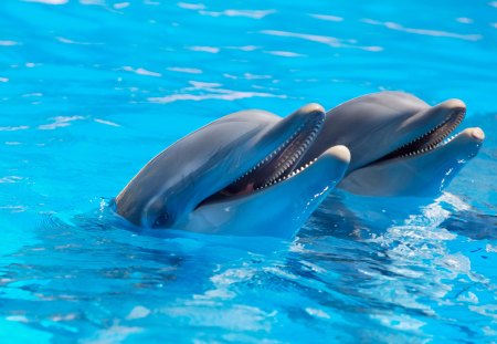 *** DOLPHINS *** - dolphins, water, blue, animals