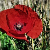 *** Red Poppy Flower ***