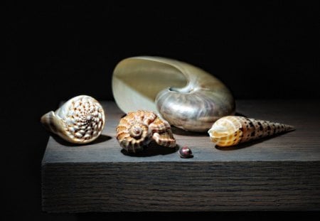 *** Shells *** - color, shells, nature, pearl