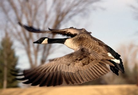 Flying into the autumn - canadian, autumn, animals, wallpaper, flying, hd, nature, canada, birds