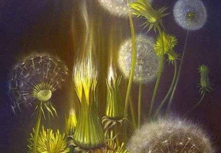 illuminated dandelions - dandelions, flowers, illuminated, yellow