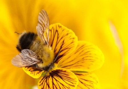 bee - bee, flower, pollen, honey