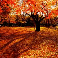 AUTUMN FOREST