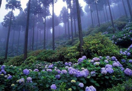 Japanese forest. - flowers, lavender, forest, japanese