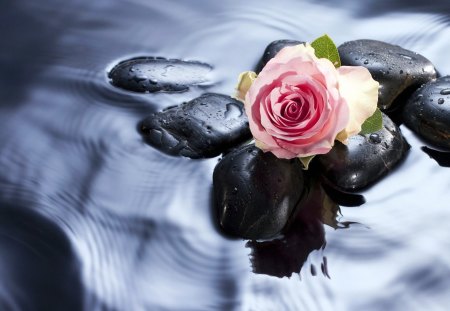 spa-love-rose - water, rose, nice, lovely, flower