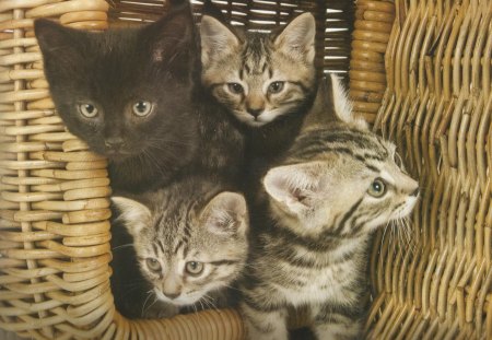 Four kittens in a basket - black, kitten, four, tabby, basket