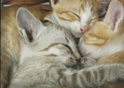 Three kittens napping - three, napping, sleeping, kiteen