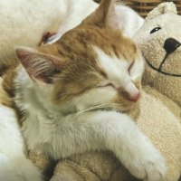 Napping with Teddy Bear