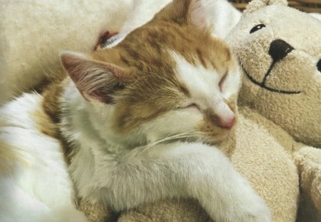 Napping with Teddy Bear - teddy bear, napping, sleeping, cat