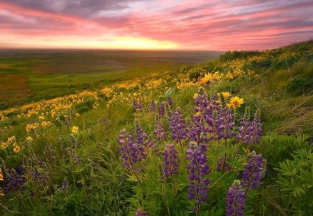 fantastic-spring-view - flowers, nice, lovely, nature