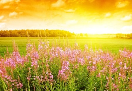 summer-flowers - nice, summer field, summer, lovely, nature, summer sun, flowers, summer flowers, summer day, sunny day