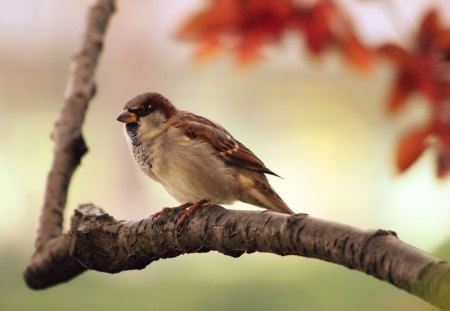 sparrow-resting - animal, nice, cute, bird