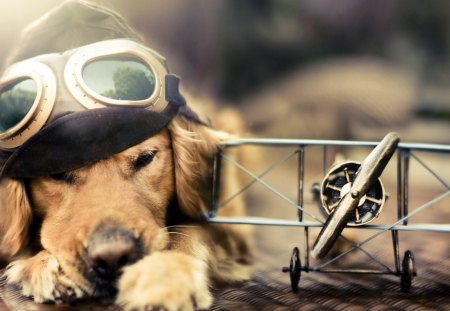 pilot-dog - cute, dog, animal, plain