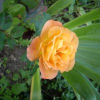 la rose orange
