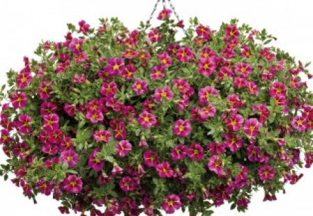 Cute and lovely - flowers, petunia, soft, lovely, petals, bouquet