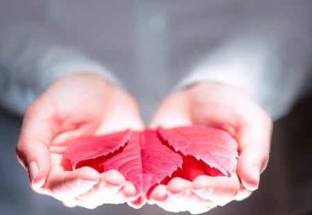 Red leaf - red leaf, hands, leaf, photo