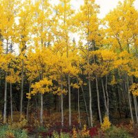 Autumn Forest Trees