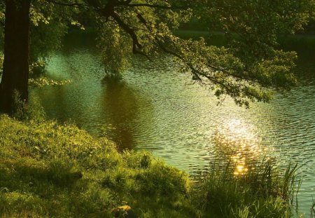 River - river, water, nature, tree