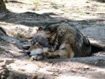 Sleeping Wolf