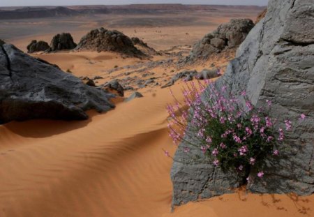 stone flower - desert, sand, life, rocks