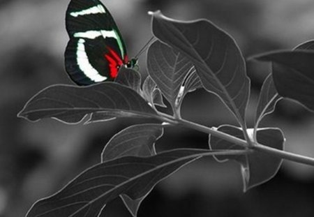 nuances - black, white, red, butterfly, leaves