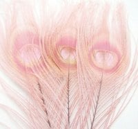 pink peacock feathers