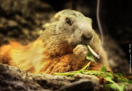 A cigarette  a day !!!! - wallpaper  gopher, cigarettes, photomanipulations, backgrounds, dark, smokes, smoking, mountains, animals