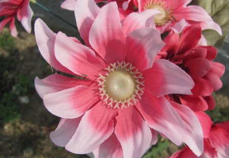 Powerfully Pink - pink flower, pink flowers, pretty pink flower, pink