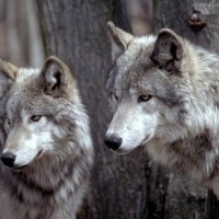 big wolves