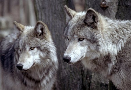 big wolves - wallpaper, lone wolf, beautiful, arctic, abstract, timber, white, wolf, wolves, solitude, wolf pack, howling, nature, grey, mythical, grey wolf, friendship, winter, wolf wallpaper, pack, the pack, spirit, howl, canine, lobo, majestic, canis lupus, wild  animal black, dog, snow