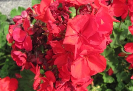 Ravishing Red Flowers - roses, red flower, red roses, rosey red flowers, red flowers