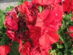 Ravishing Red Flowers