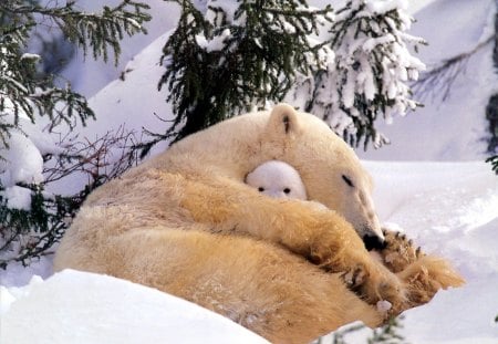 the winter was cold !! - bears, wallpaper, cubs, polar