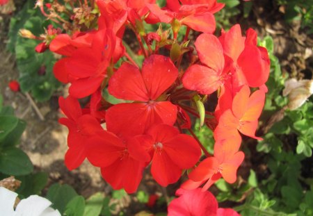 Pretty Red Flowers - rosey red flowers, red flower, red roses, roses, red flowers