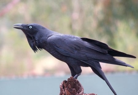 black bird - desktop, animals, blue lake, black bird, birds