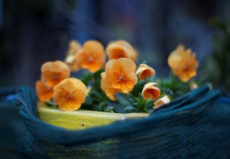 LITTLE GOLDEN PANSIES - flowers, gifts, blue, pottery, posies, linen, pansies