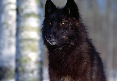 The Black Hunter - wolf, wolves, wallpaper, black, snow, timber