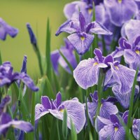 IRISES FOR RITA