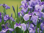 IRISES FOR RITA