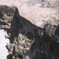 Iguana on Isla Mujeres