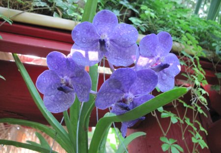 Purple flowers at the pyramid of Edmonton - green, purple, flowers, red