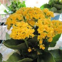 Fabulous bouquet of yellow flowers