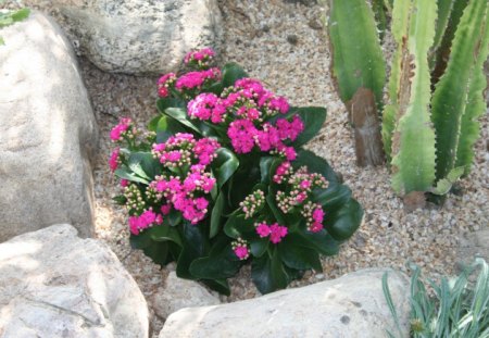 Little Pink flowers at the pyramid of Edmonton , Alberta - flowers, green, photography, Pink, cactus, stones