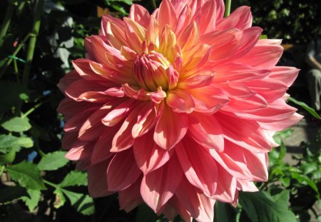 Dahlia at the pyramid of Edmonton - yellow, dahlia, pink, photography, green, flowers