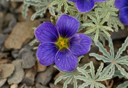 Oxalis laciniata 'Seven Bells' - yellow, blue, beautiful, flower, nature, purple, silver, green, oxalis laciniata, seven bells